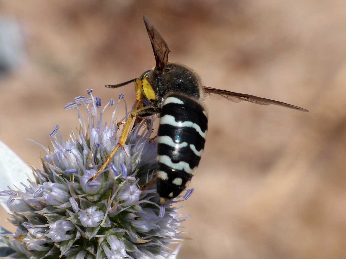 Bembix bidentata (Crabronidae)